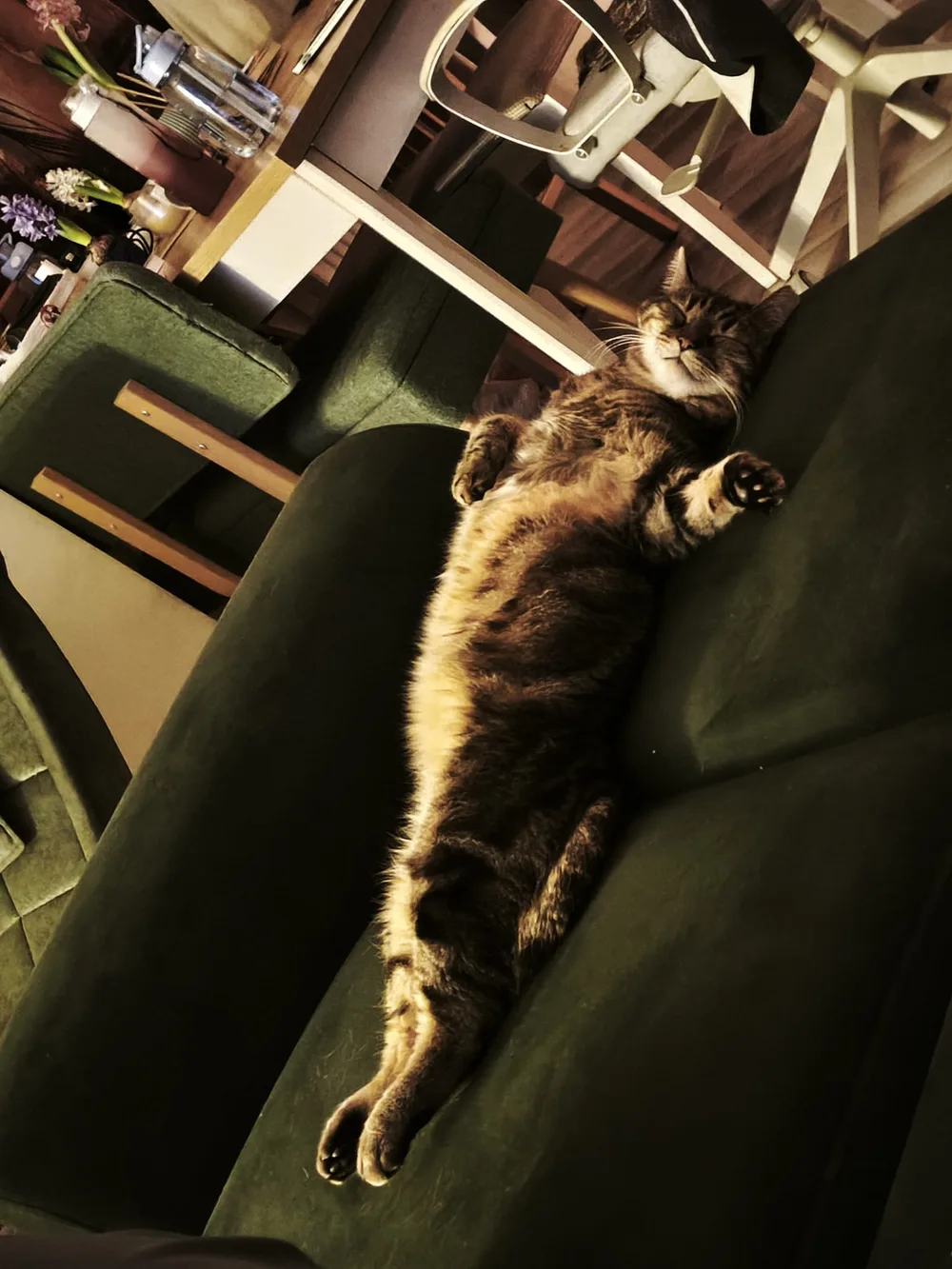 One of Efe's four cats sleeping contentedly across a dark green sofa.